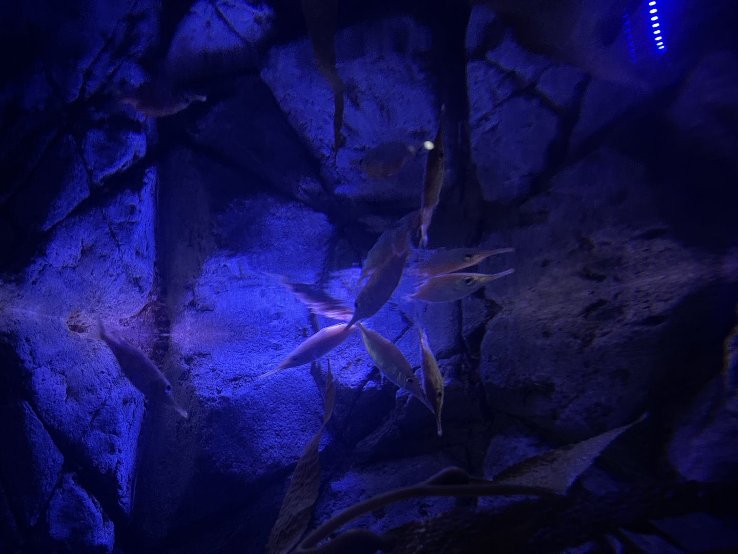 longspine snipefishes (macroramphosus scolopax)