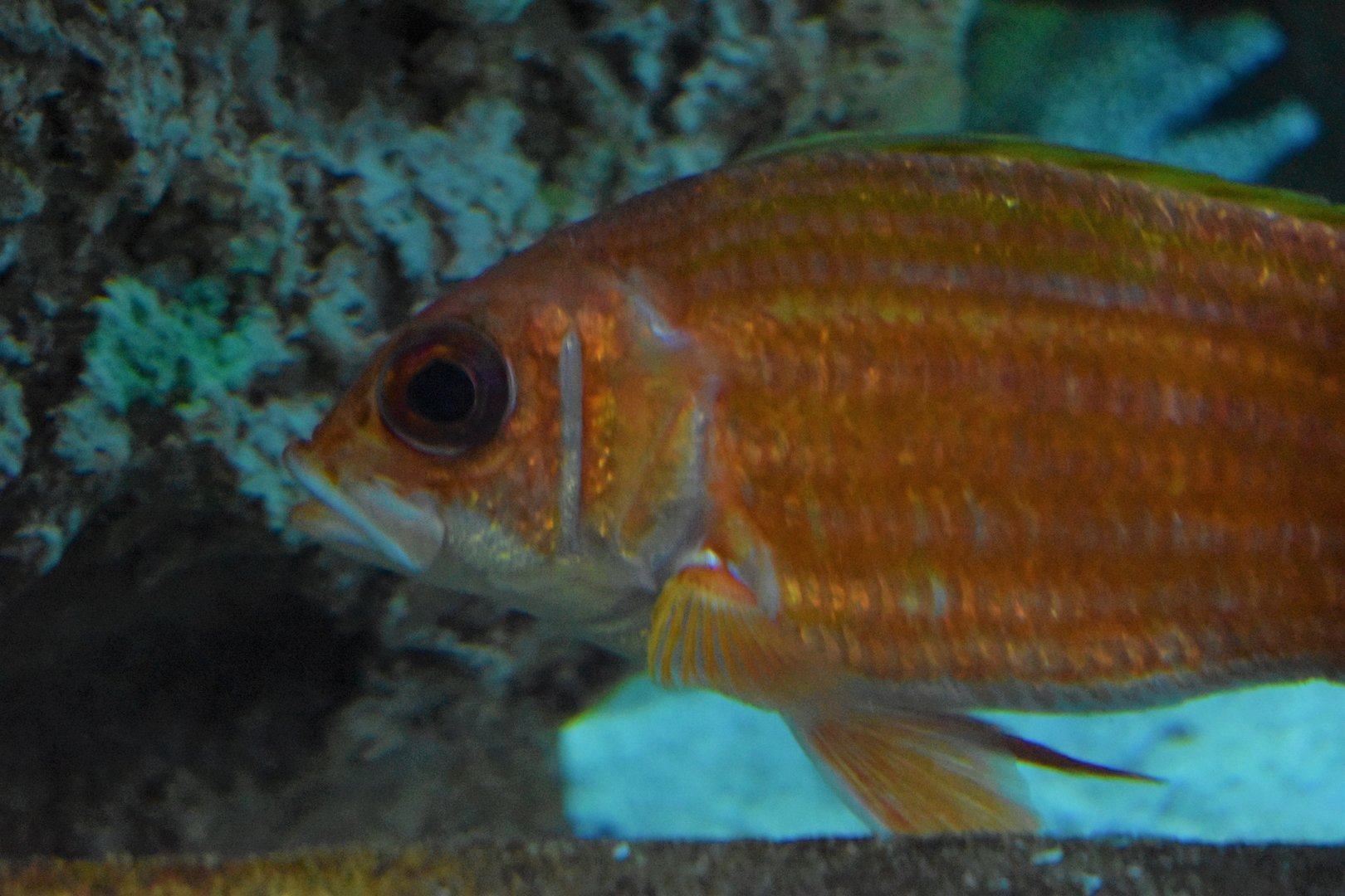 Longspine Squirrelfish (Holocentrus rufus)