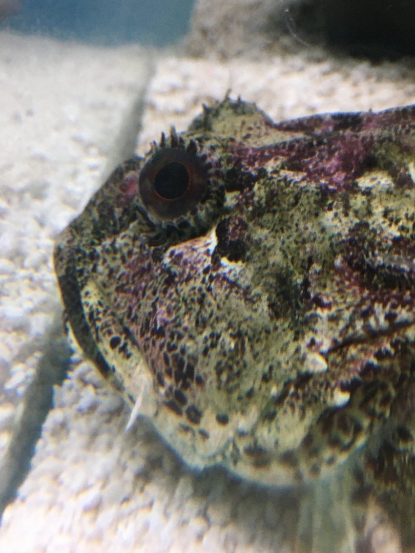 Longspined Bullhead (Taurulus bubalis) - Lyme Regis Marine Aquarium