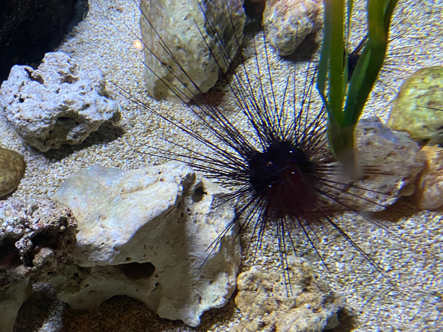Longspined sea urchin 240122