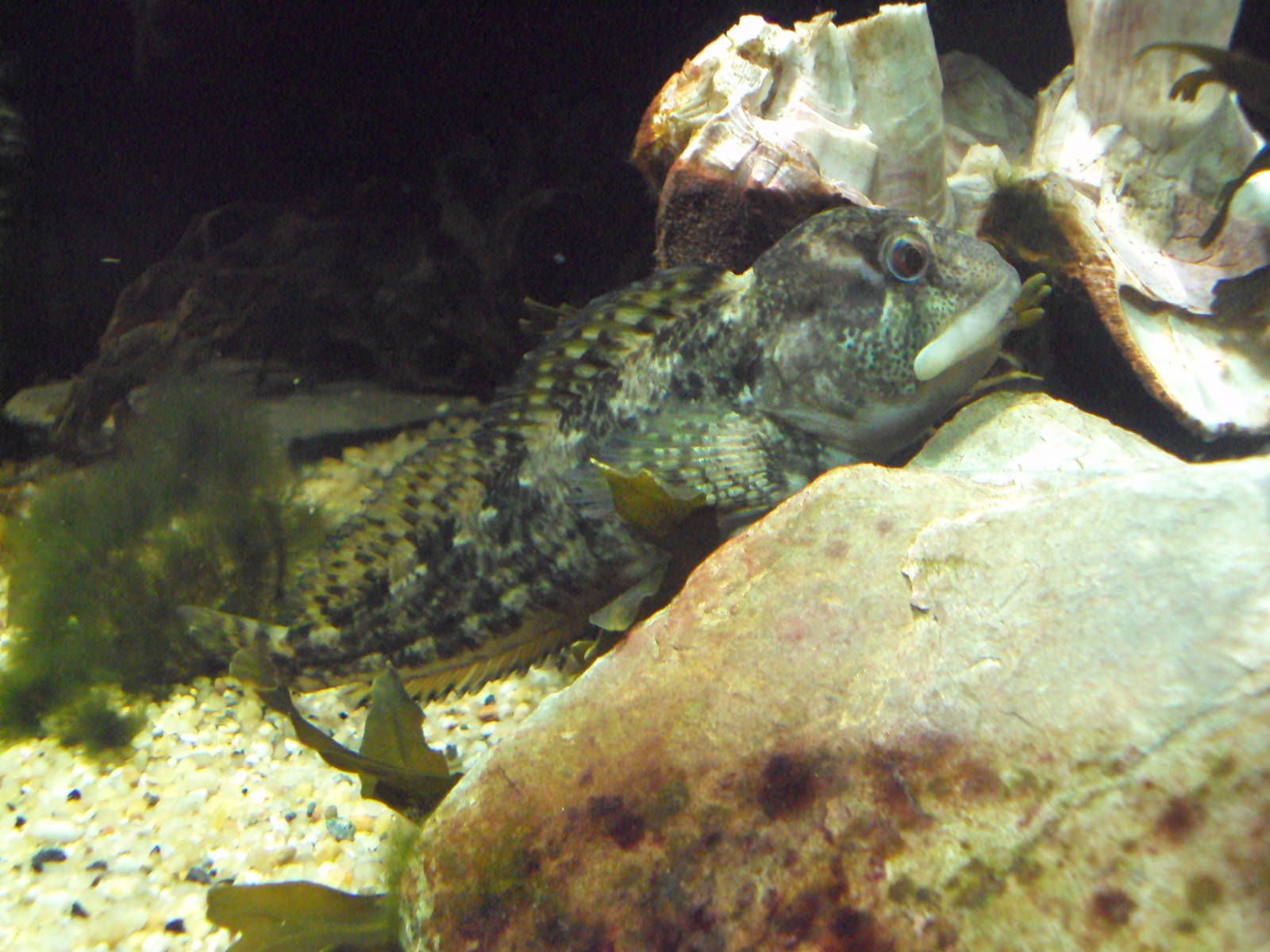 Longspined Seascorpion (Taurulus bubalis)