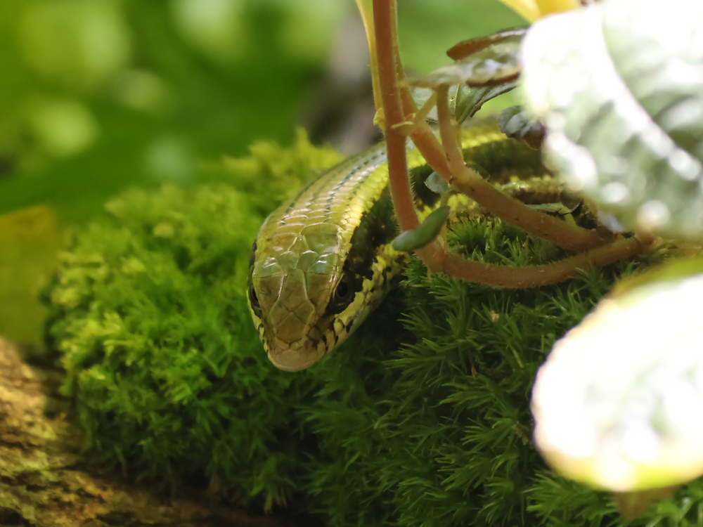 Longtail mabuya (Eutropis longicaudata)