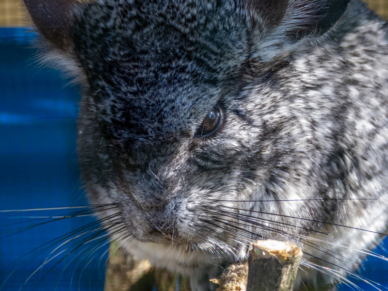 Longtailed-Chinchilla (Chinchilla lanigera)