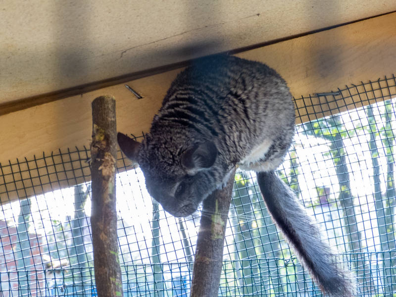Longtailed-Chinchilla (Chinchilla lanigera)