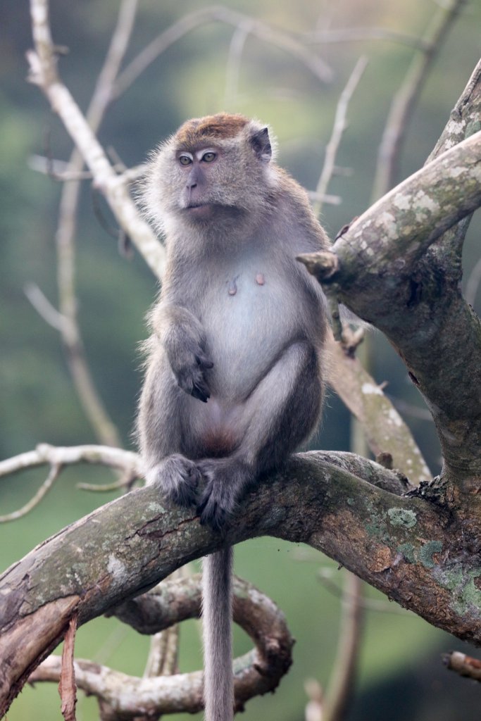 Longtailed Macaque