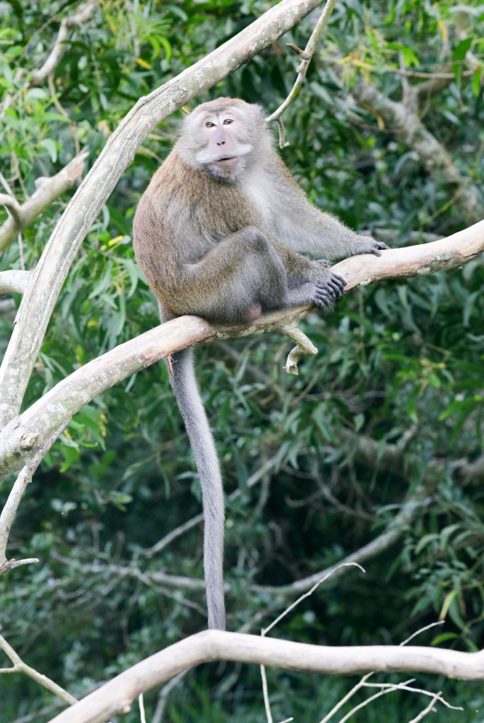 Longtailed Macaque
