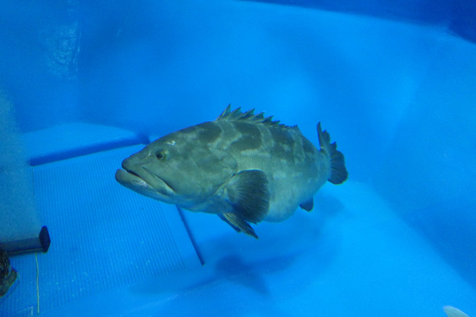 Longtooth Grouper (Epinephelus bruneus) - Uozu Aquarium