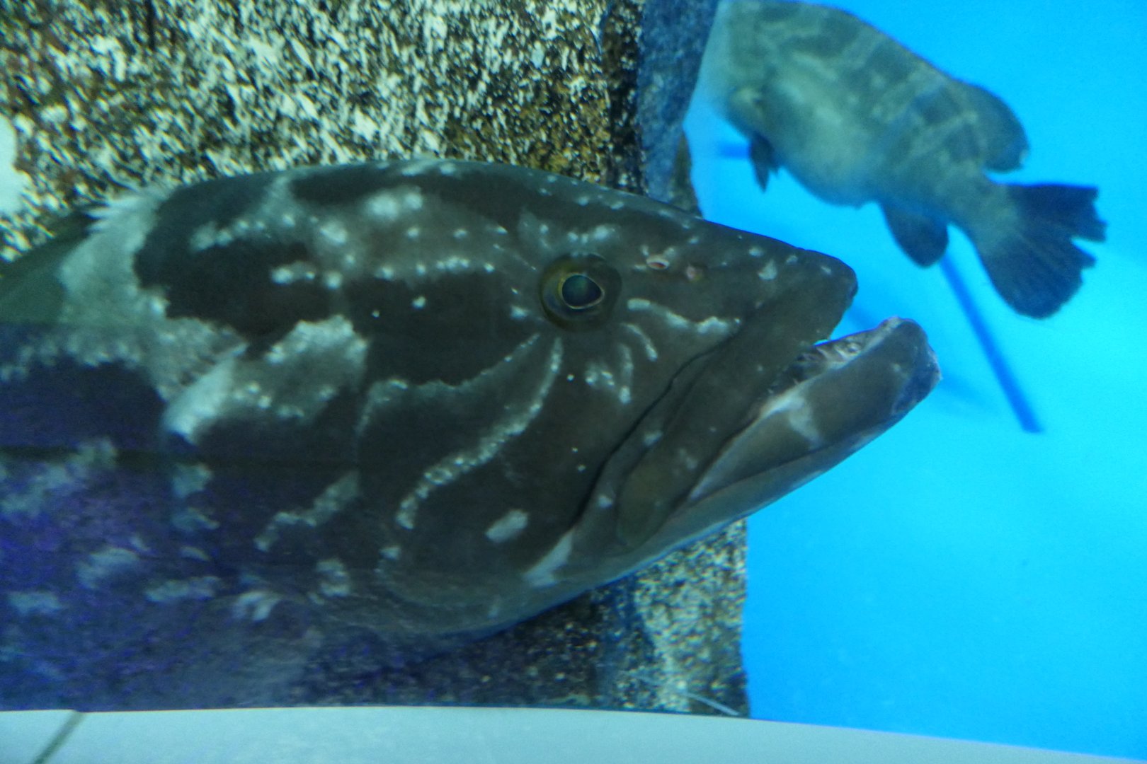 Longtooth Grouper (Epinephelus bruneus) - Uozu Aquarium