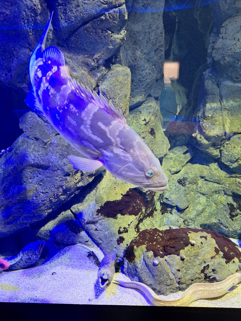 Longtooth grouper(Epinephelus bruneus) with morays