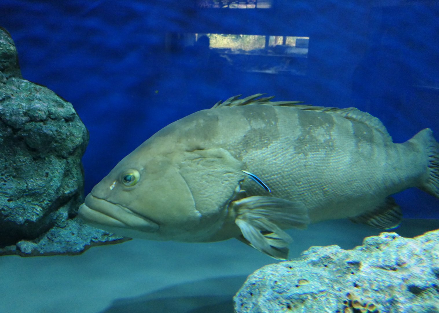 Longtooth Grouper (Epinephelus brunneus)