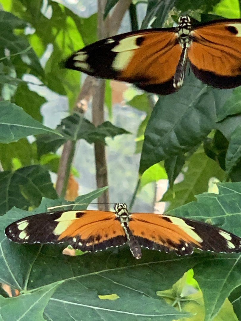 Longwing Butterflies (Heliconius sp.)