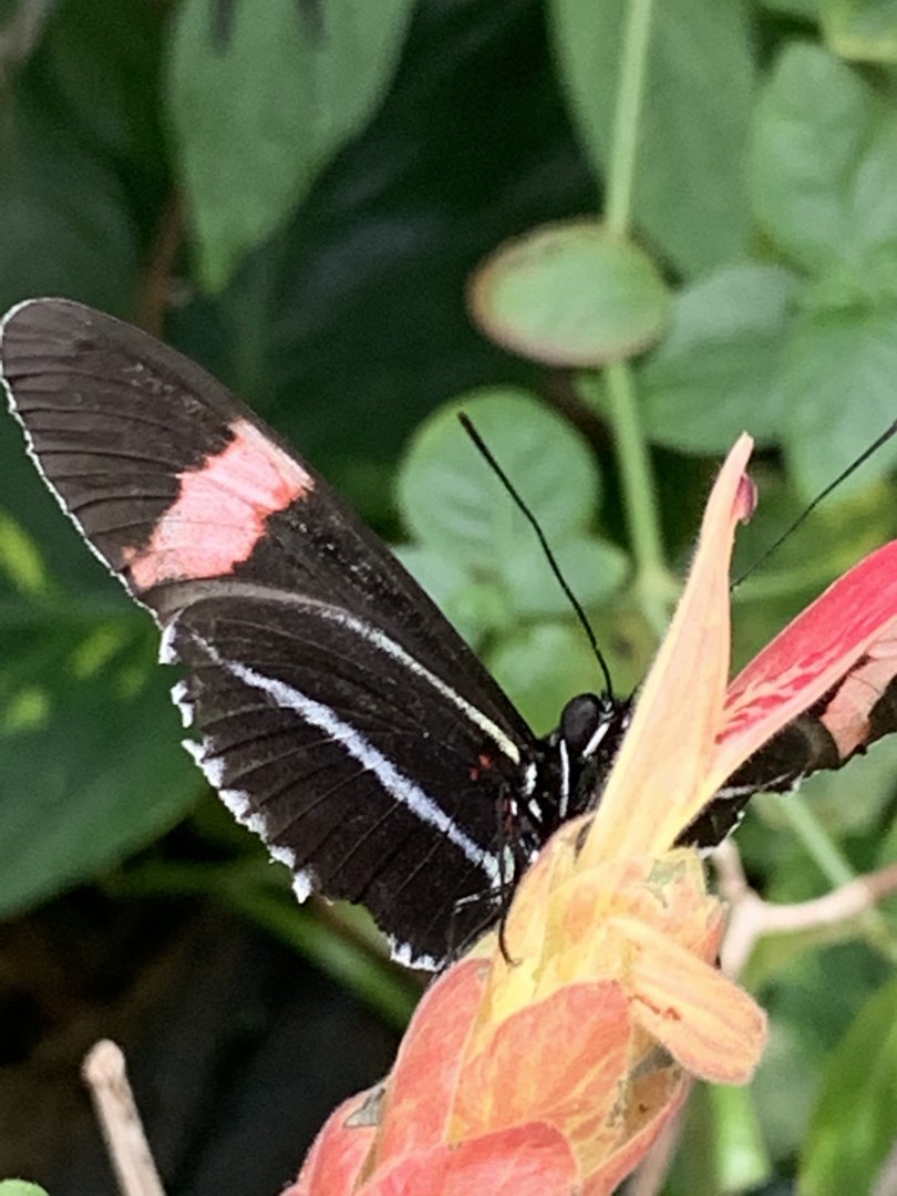 Longwing Butterfly (Heliconius sp.)