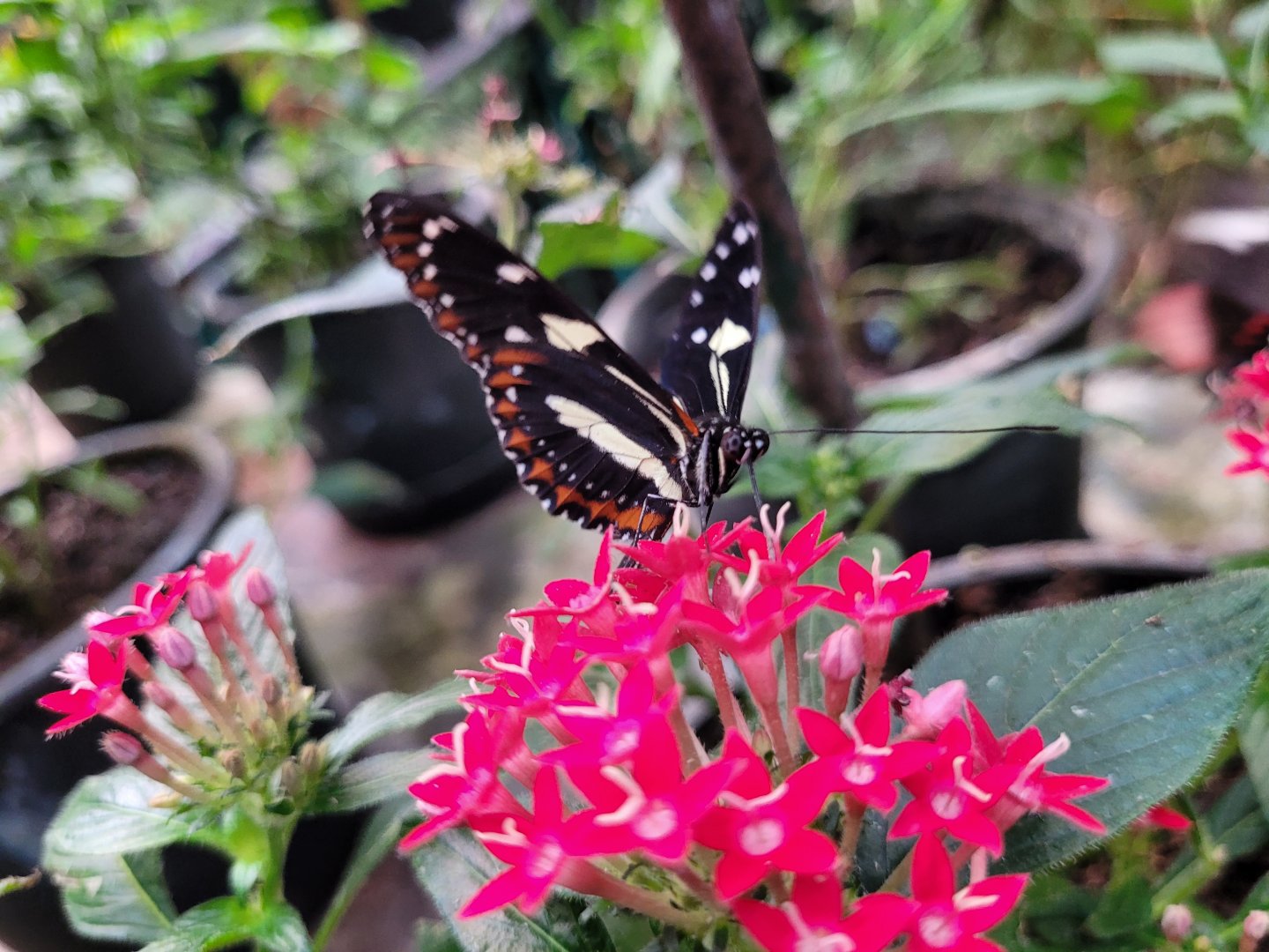 Longwing butterfly -Zoo de Santillana del Mar (2023)