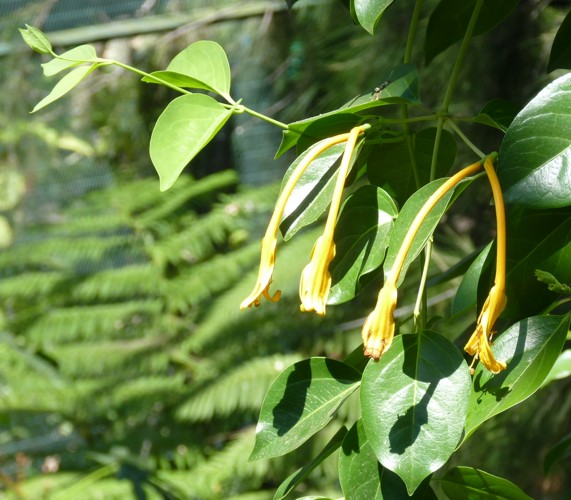 Lonicera hildebrandiana