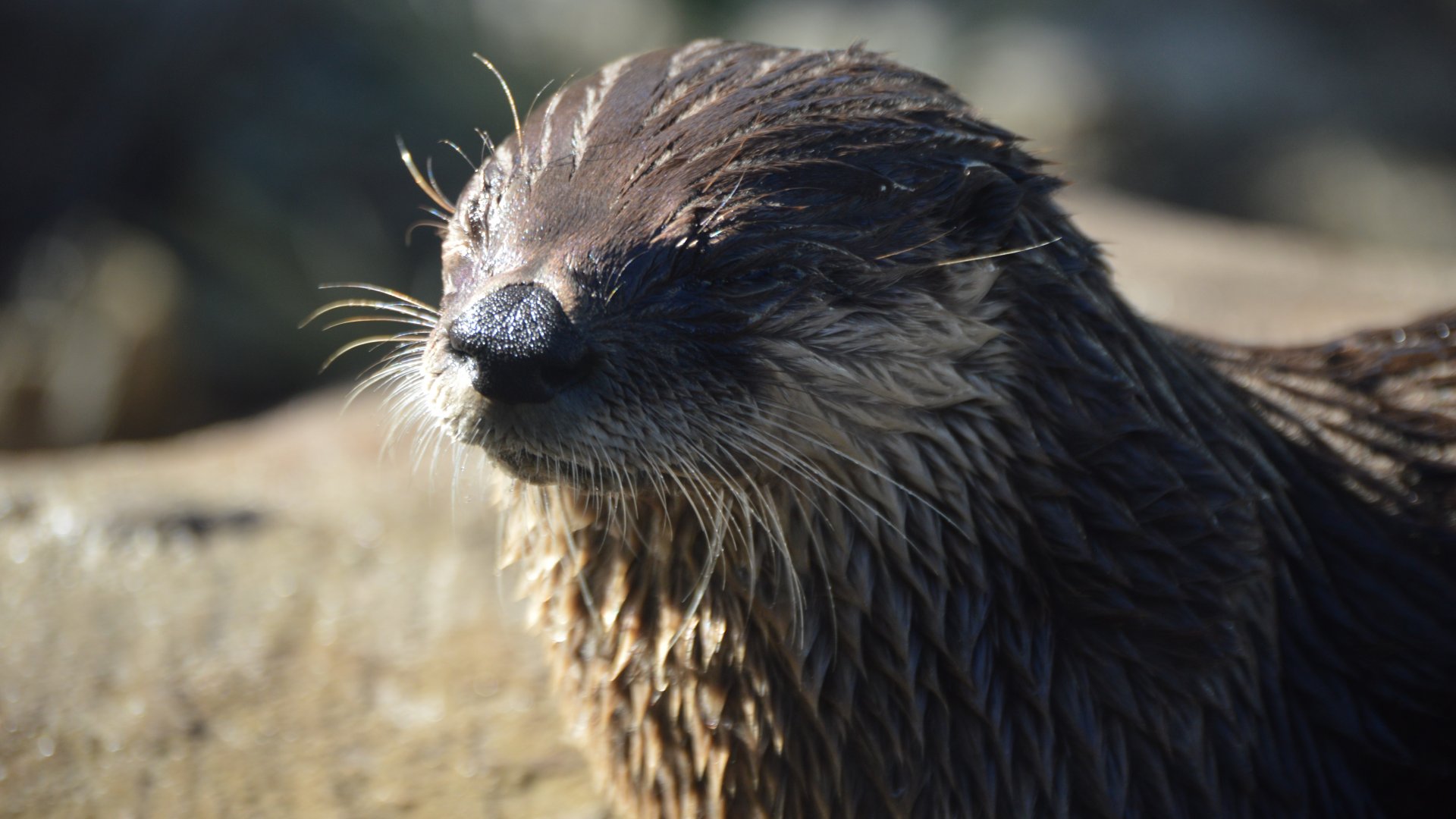 Lontra canadensis lataxina