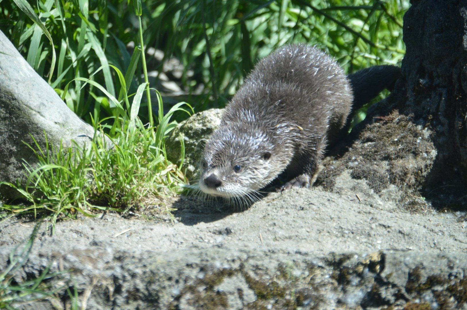 Lontra canadensis pup