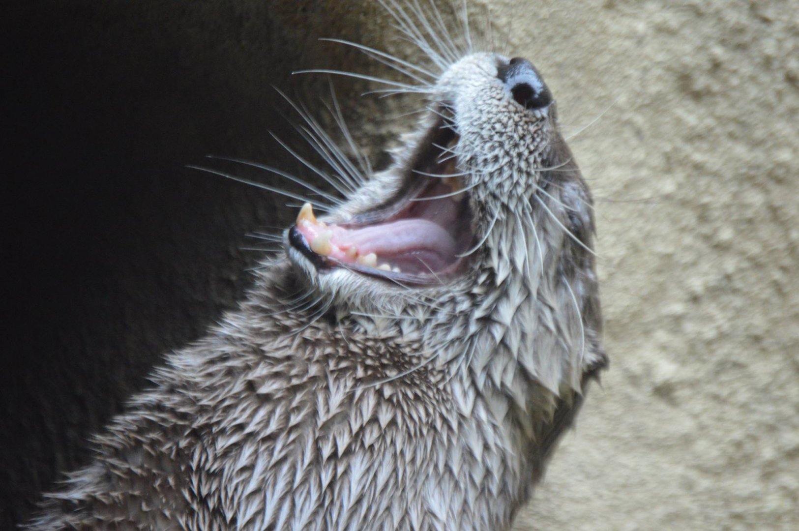 Lontra canadensis yawning