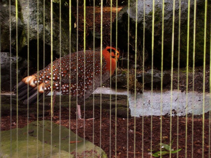 Look at the details on the feathers...