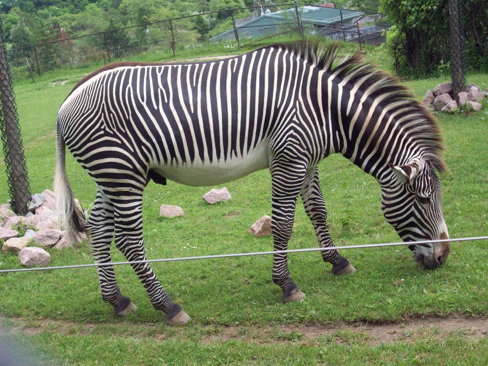 Look at this Handsome Zebra!