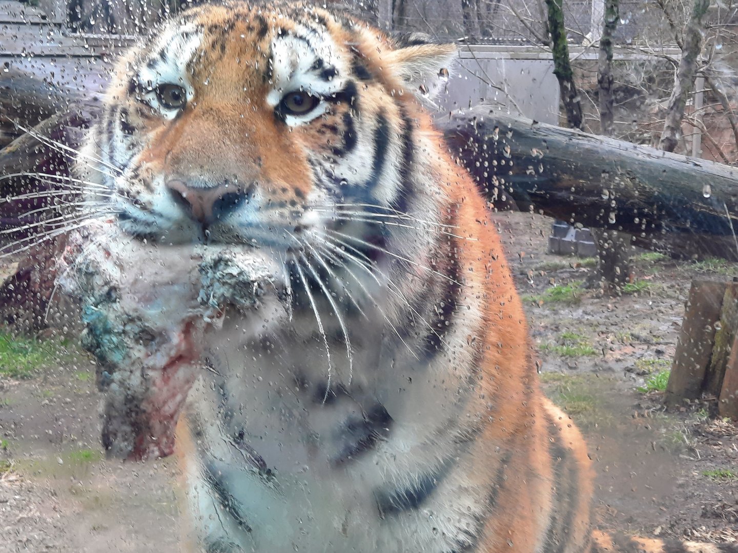 "Look at this. I hunted this. Be proud"