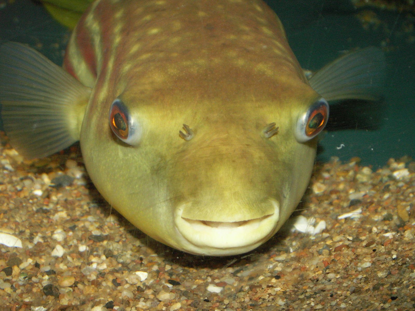 look at this lips:) i would give him a kiss