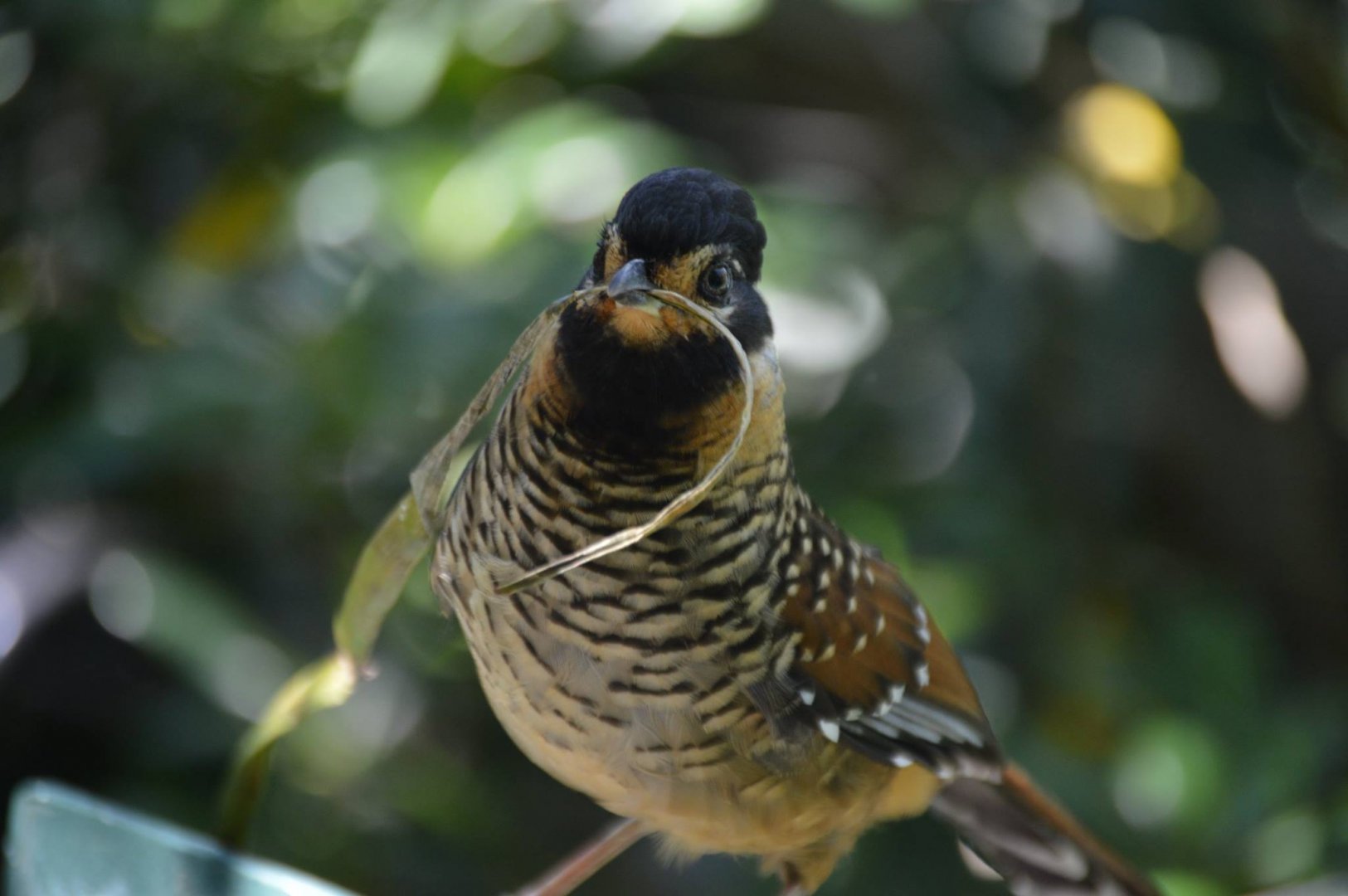 "Look at this, this is my stick" Ianthocincla ocellata