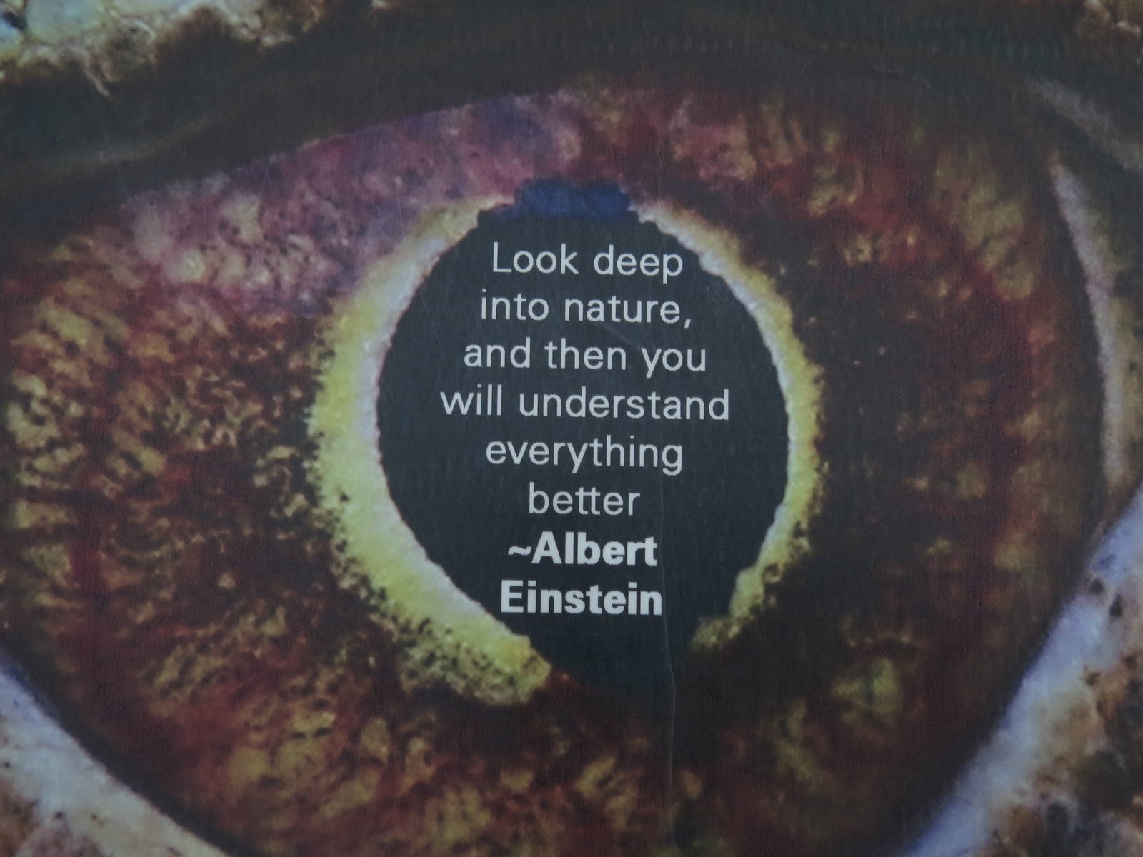 look deep into nature, and then you will understand everything better