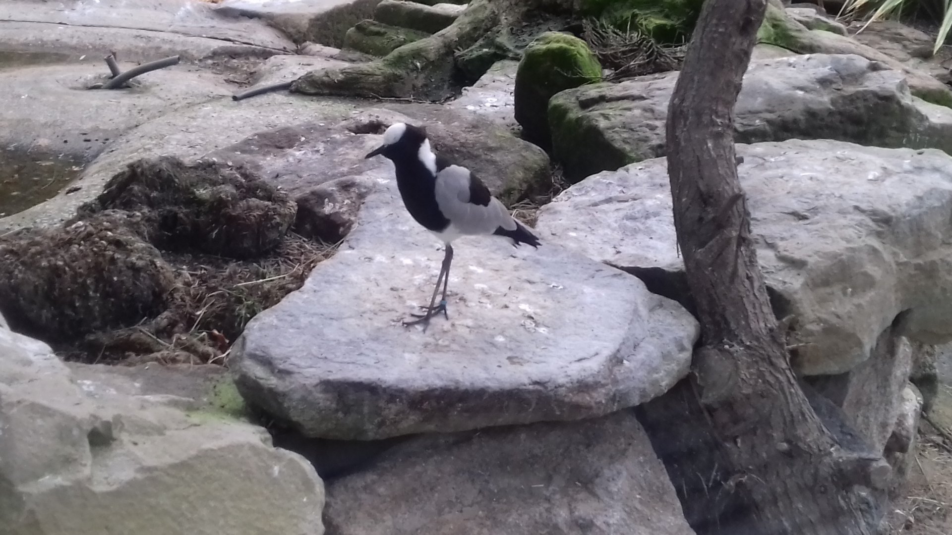 Look I like blacksmith plovers