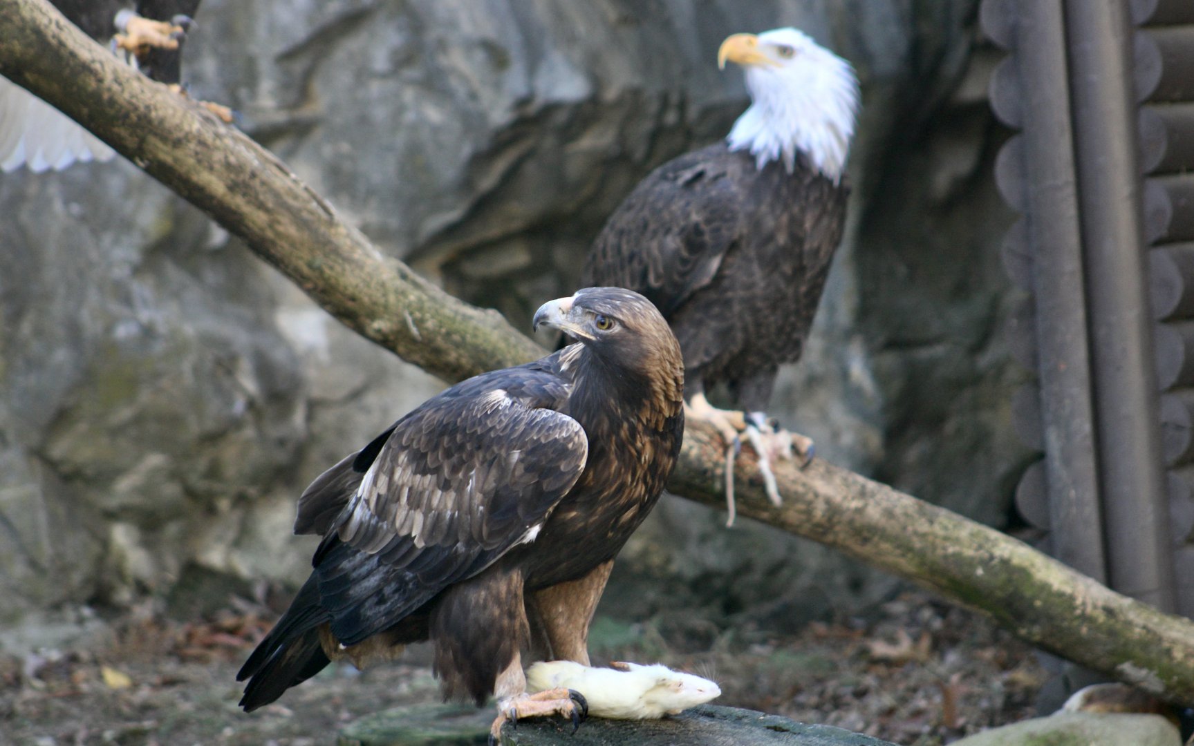"Look over there!" - North American Golden Eagle (Aquila chrysaetos canadensis)