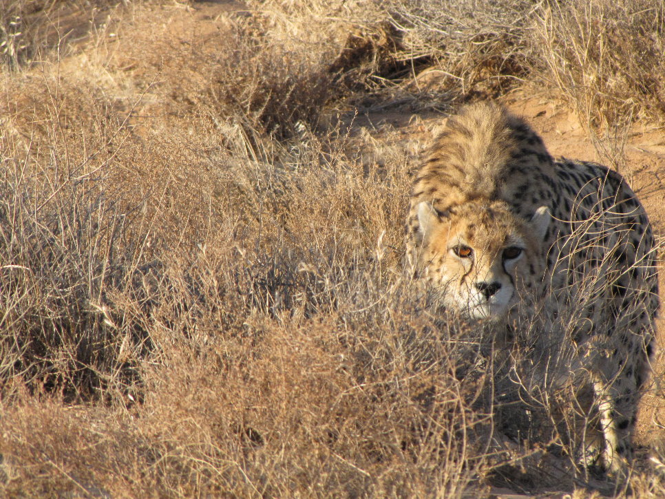 Look senseless Iranian Cheetah Desert Diamond Producer