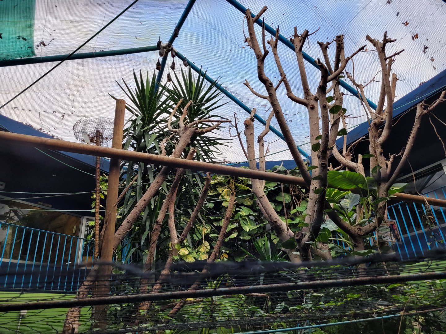 Look to the upper level -Zoo de Santillana del Mar (2023)