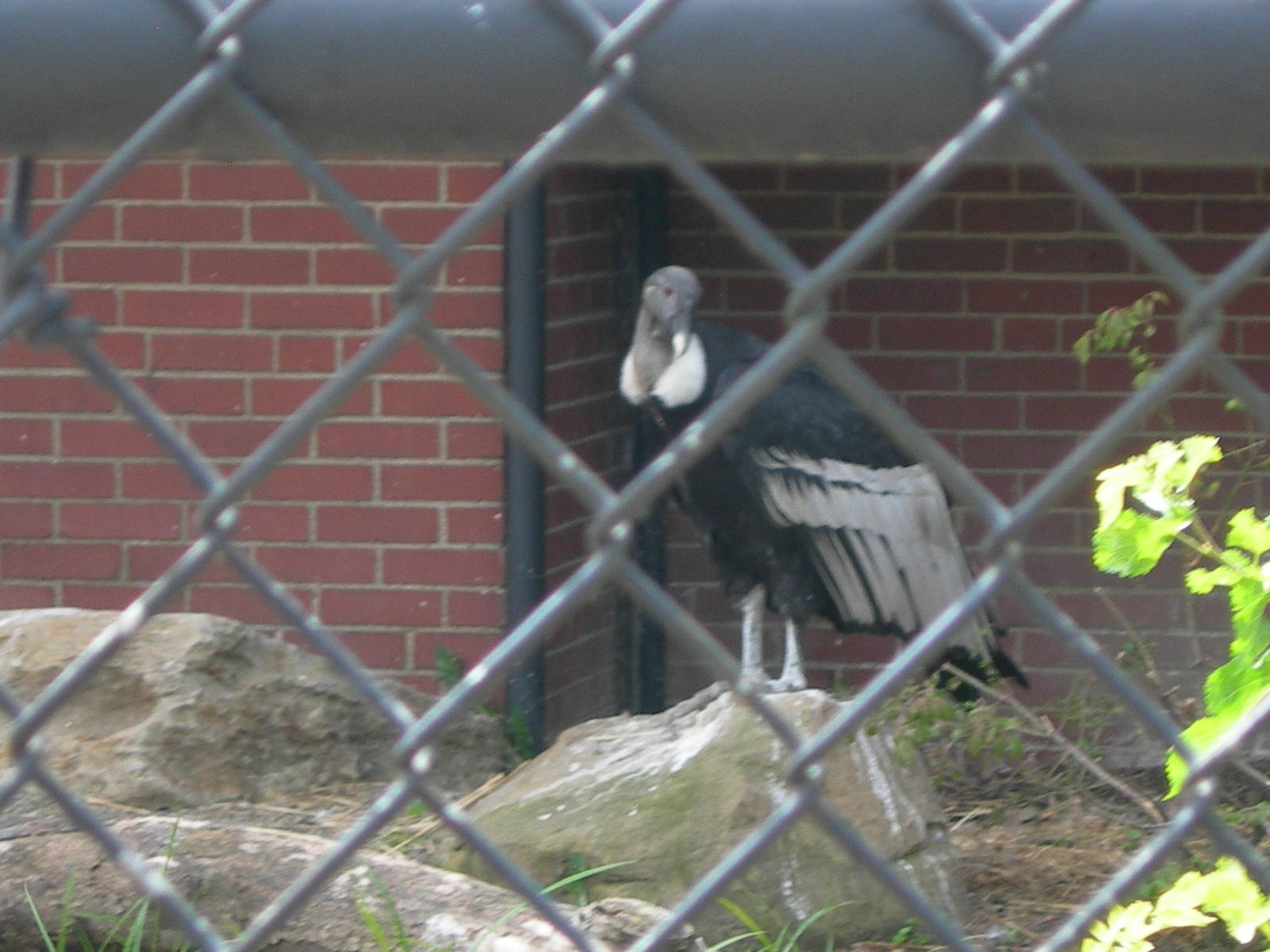 Look Who's Back ANDEAN CONDOR