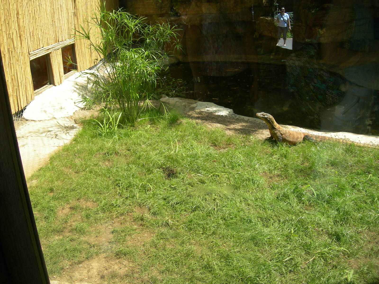 Look who's back on exhibit KOMODO DRAGON