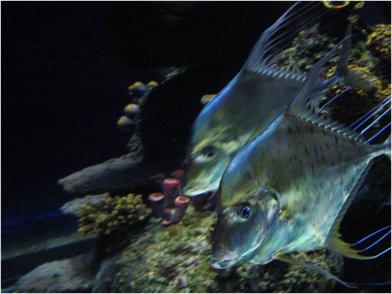 Lookdown at Sea Life Porto, 21/04/11