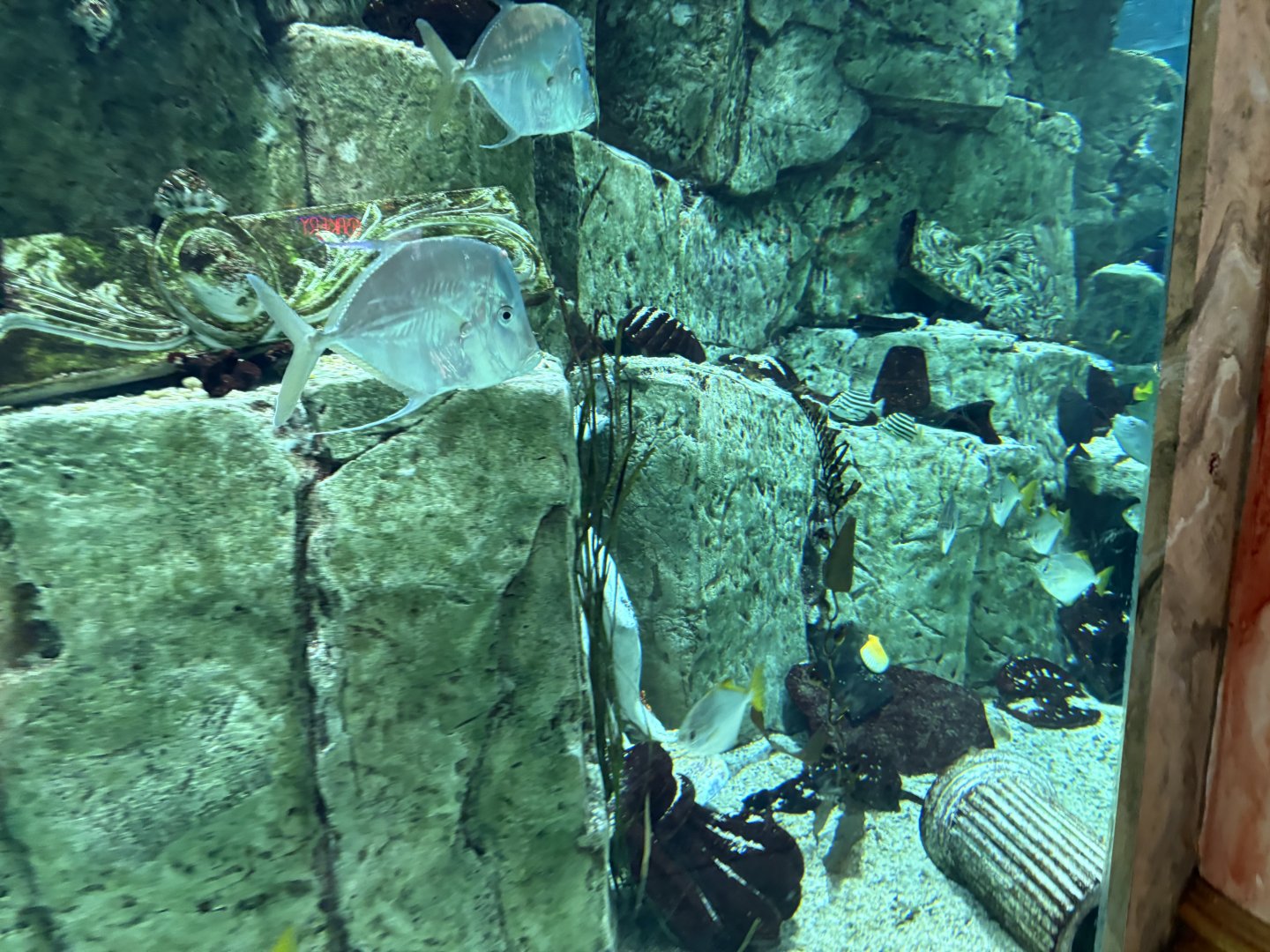 Lookdown - Caesar’s Palace Forum Shops Aquarium