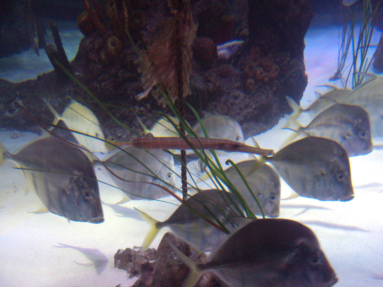 Lookdown Fish and Trumpetfish