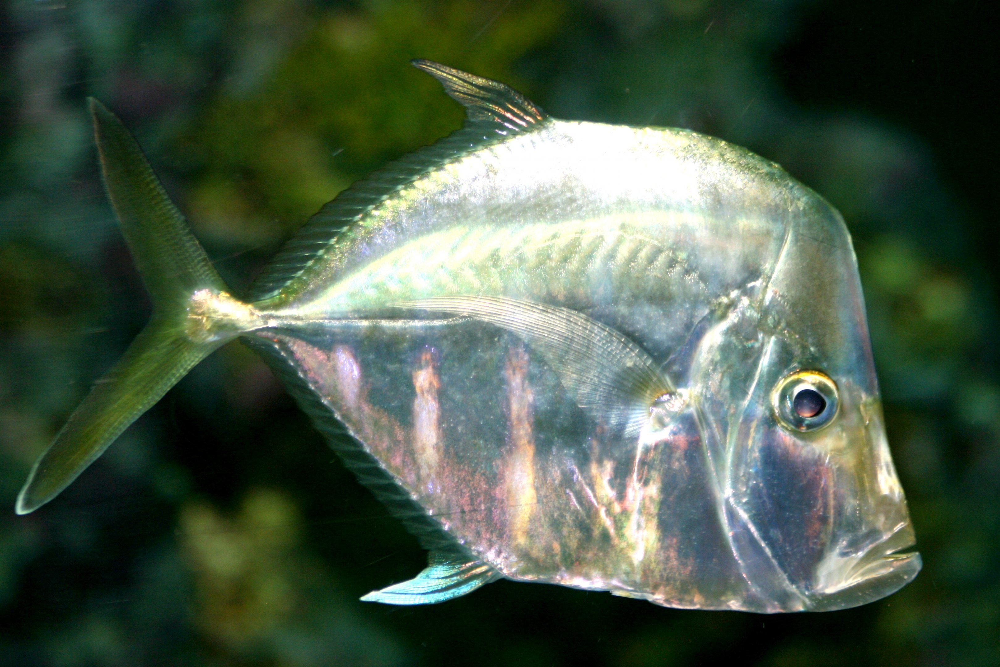 Lookdown; Hagenbeck; 26th June 2013