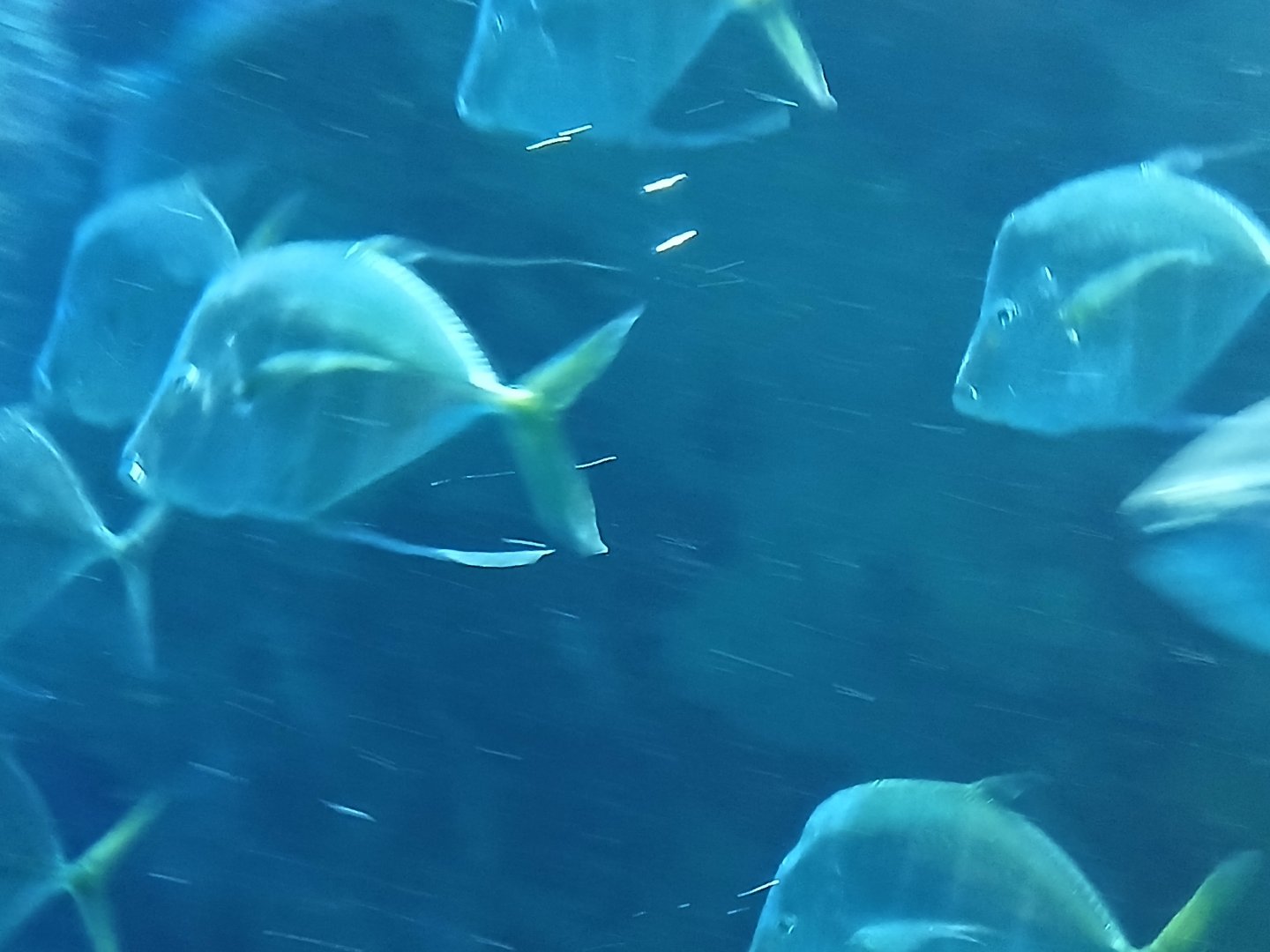 Lookdown - Seen Jan 29 2025