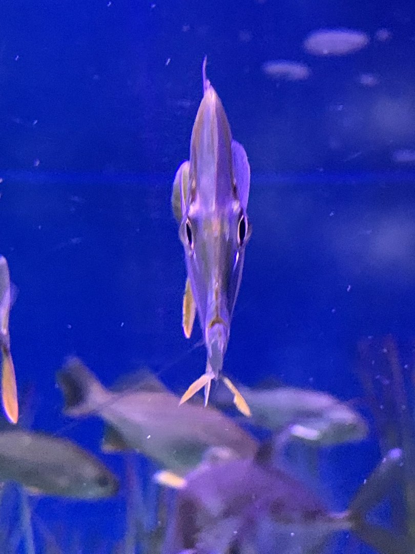 Lookdown (Selene vomer) front view