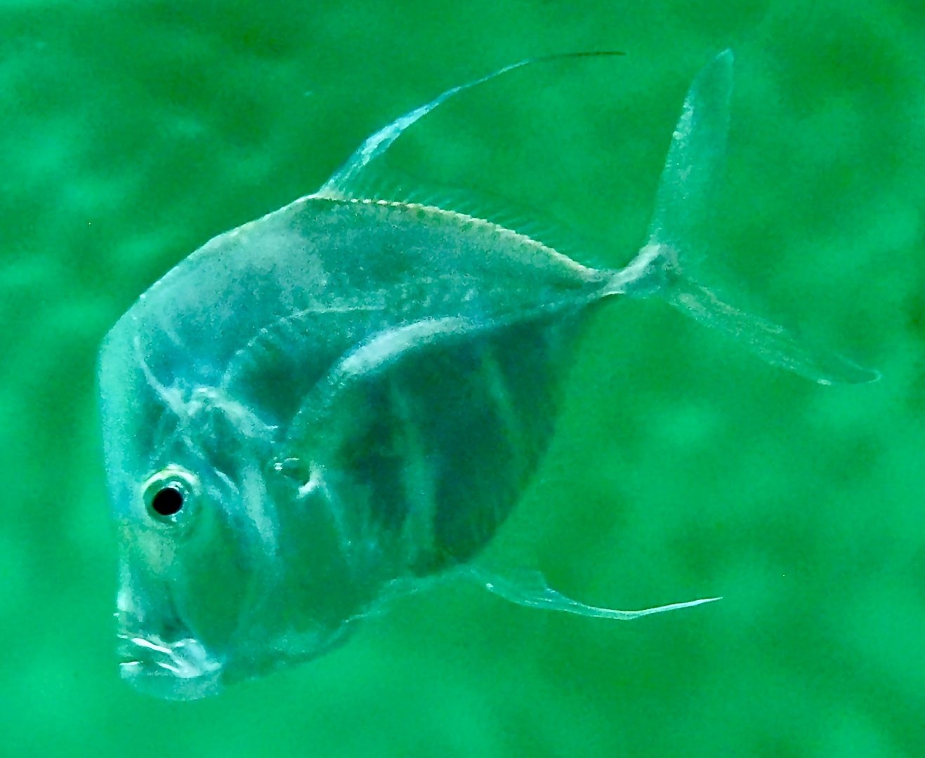 Lookdown (Selene vomer) November 8, 2025