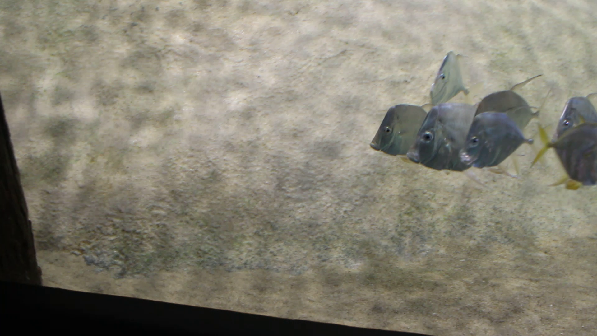 Lookdown (Selene vomer)