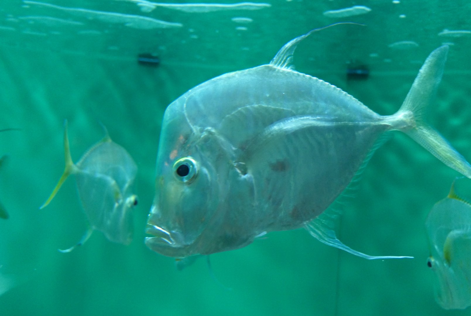 Lookdown (Selene vomer)