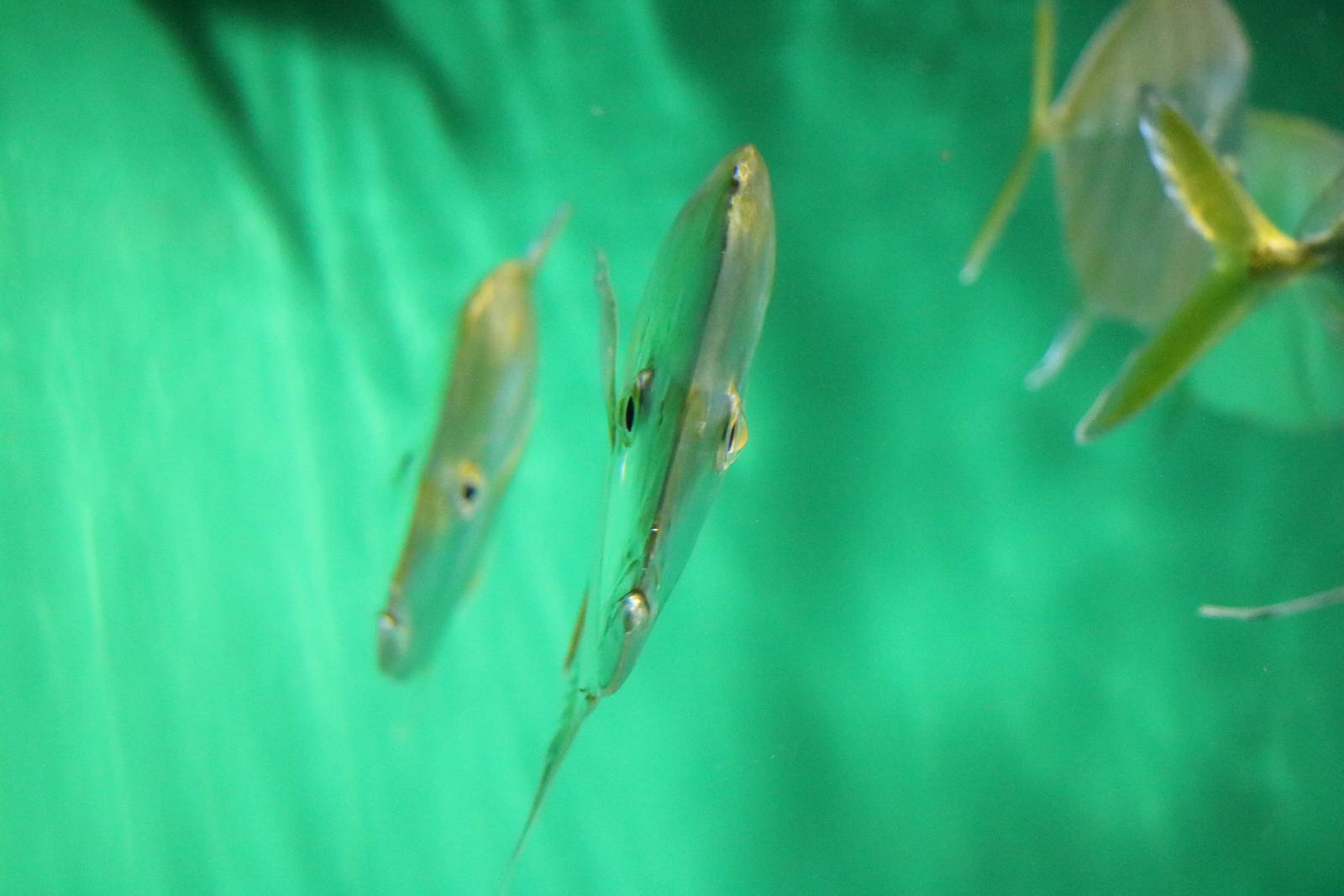 Lookdown, straight on - Tokyo Sea Life Park, February 2016