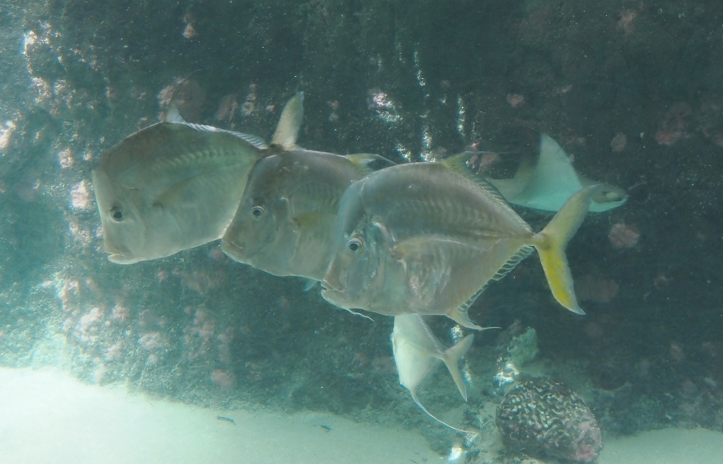 Lookdowns (Selene vomer), 2024-06-30