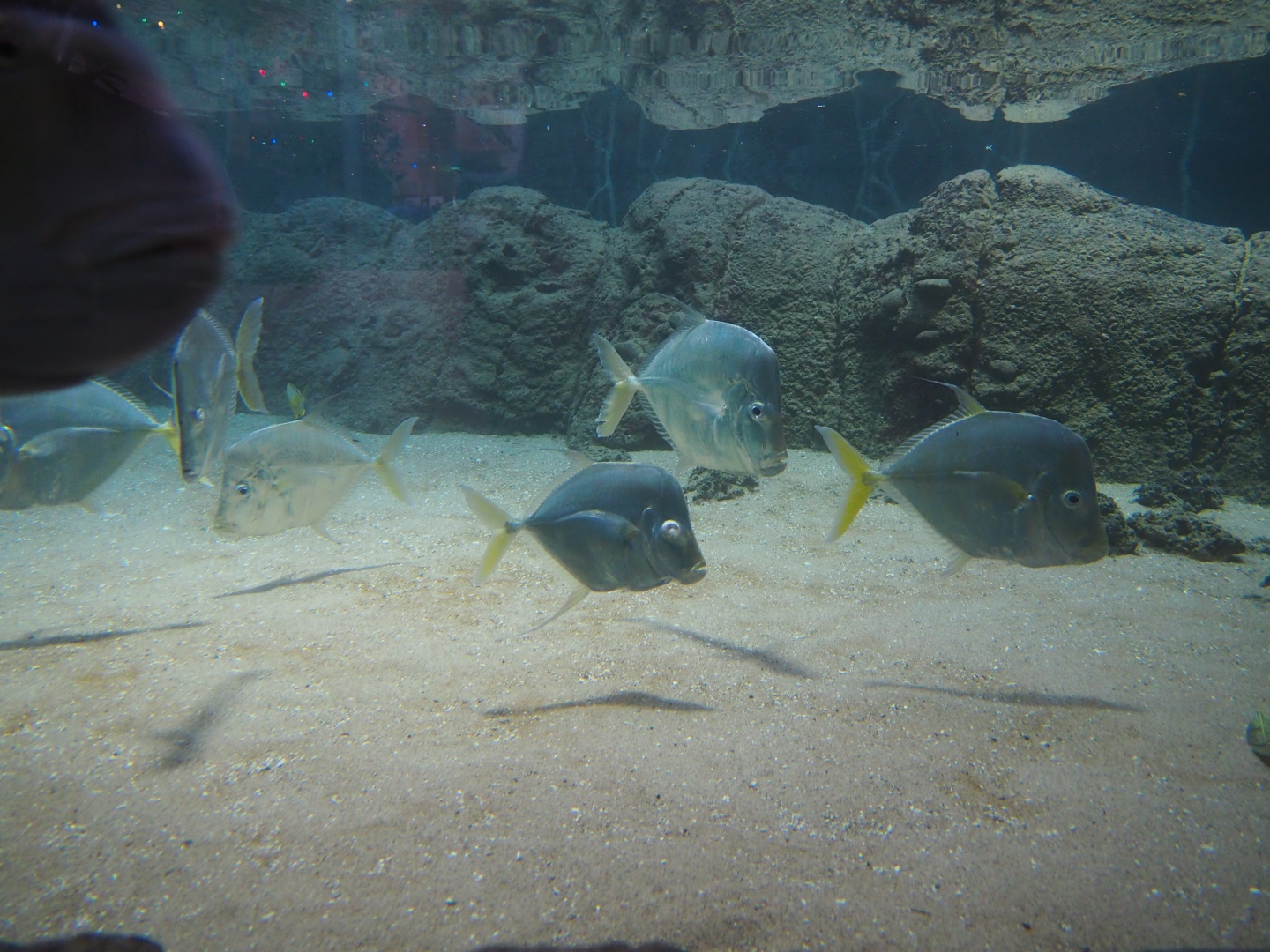 Lookdowns (Selene vomer), Nov 10th, 2018