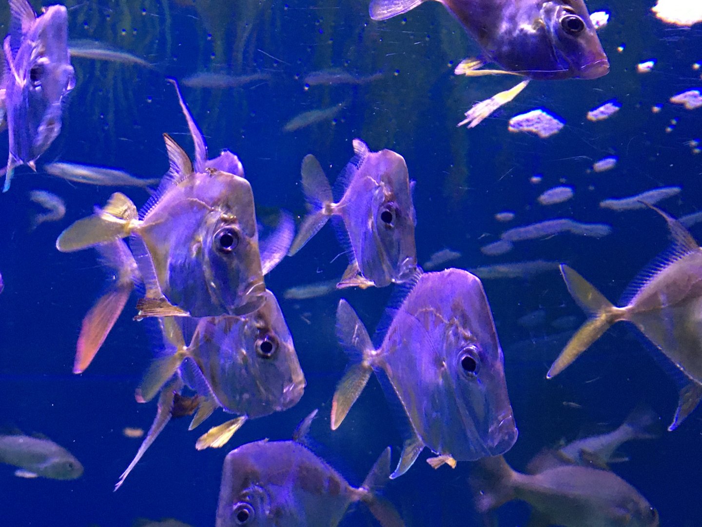 Lookdowns (Selene vomer)