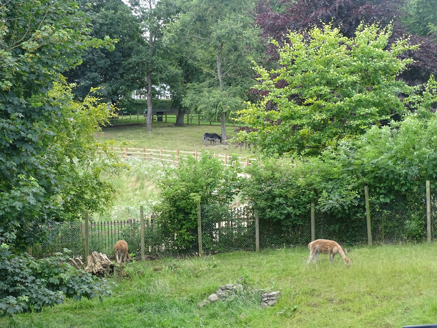 Looking across Pit Pond Paddock to zoo extension, 17th July 2024