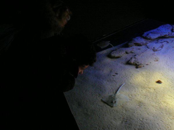 looking at flat fish at Lisbon Oceanario (aquarium)