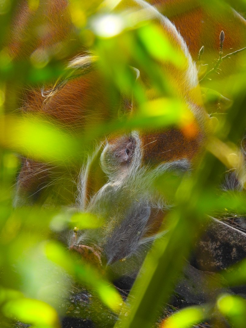 Looking at me through the foliage- Red River Hog- 22nd January 2024