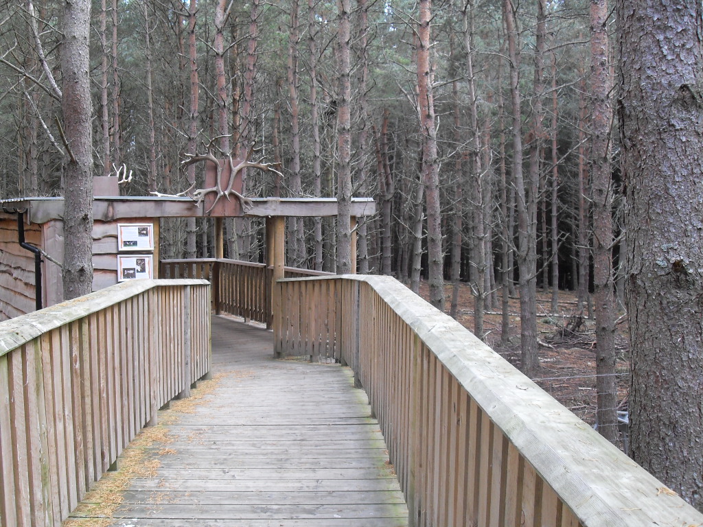 Looking back at the European forest reindeer enclosure.